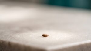 A single seed resting on a smooth pale stone surface