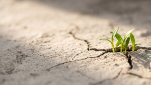Green seedlings growing through a crack in dry cracked earth